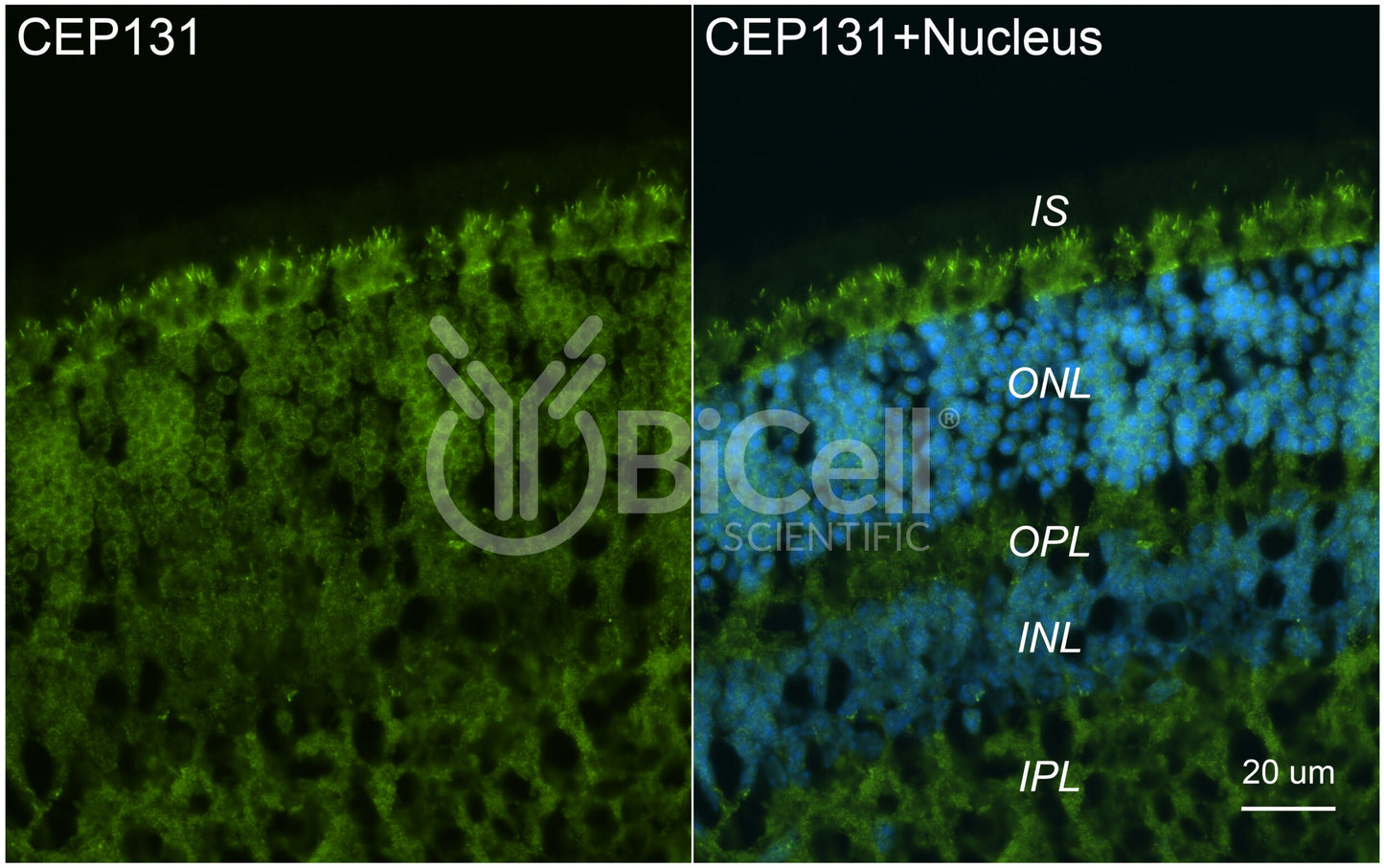 CEP131 Antibody - Western Blot Validated