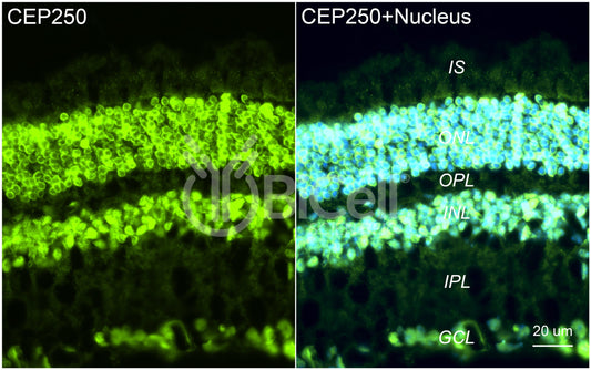 CEP250 Antibody
