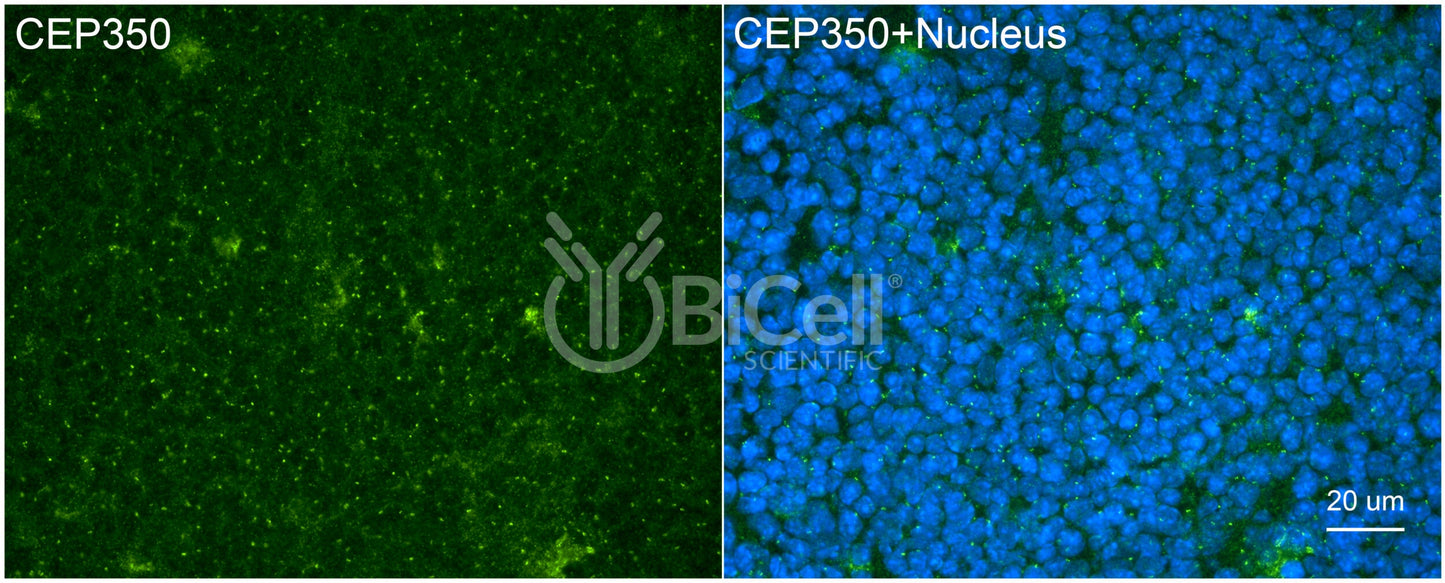 CEP350 Antibody