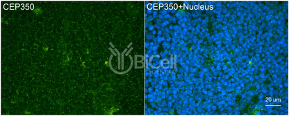 CEP350 Antibody