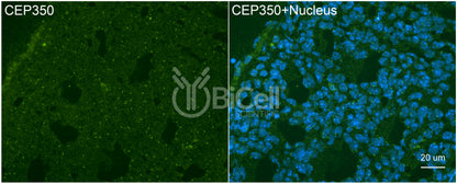 CEP350 Antibody