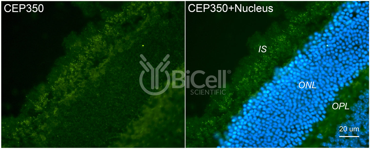 CEP350 Antibody