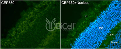 CEP350 Antibody