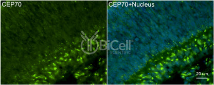 CEP70 Antibody - Western Blot Validated