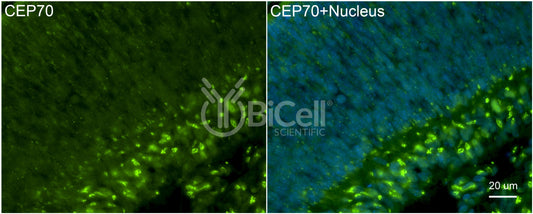 CEP70 Antibody