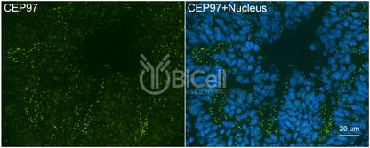 CEP97 Antibody