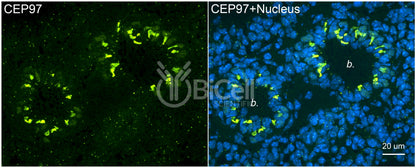 CEP97 Antibody - Western Blot Validated