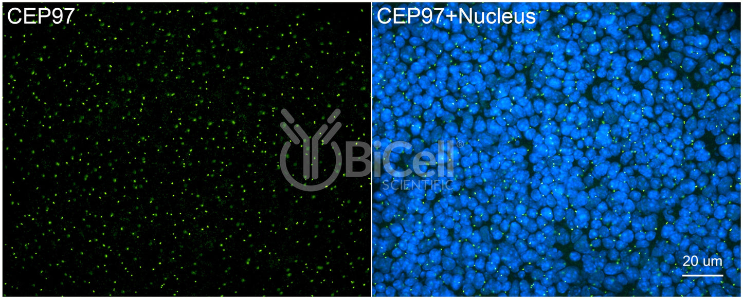 CEP97 Antibody - Western Blot Validated