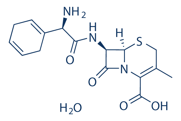 Cephradine monohydrate
