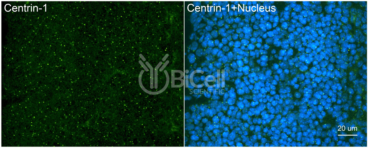 Centrin-1 Antibody