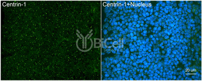 Centrin-1 Antibody