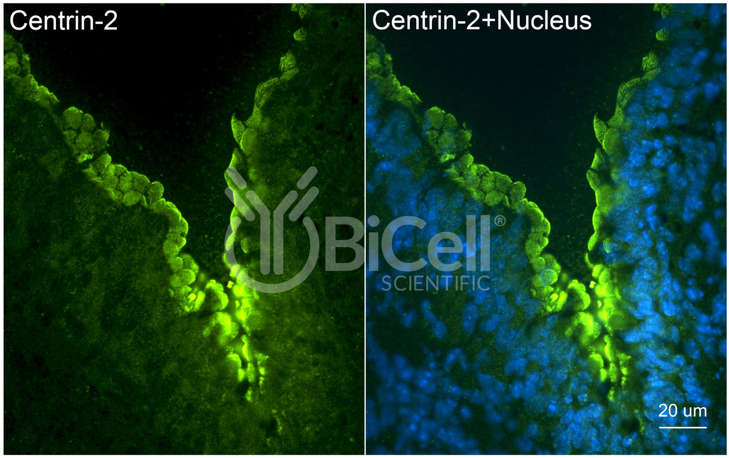Centrin-2 Antibody - Western Blot Validated