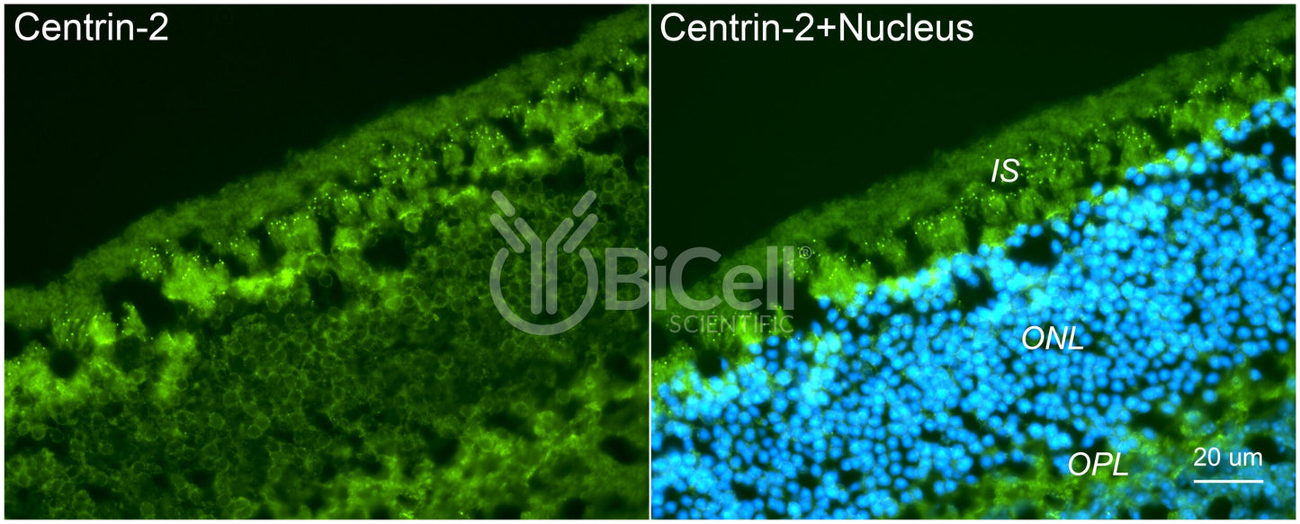 Centrin-2 Antibody - Western Blot Validated