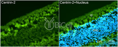 Centrin-2 Antibody - Western Blot Validated