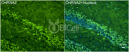CHRNA2 Antibody