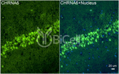 CHRNA6 Antibody