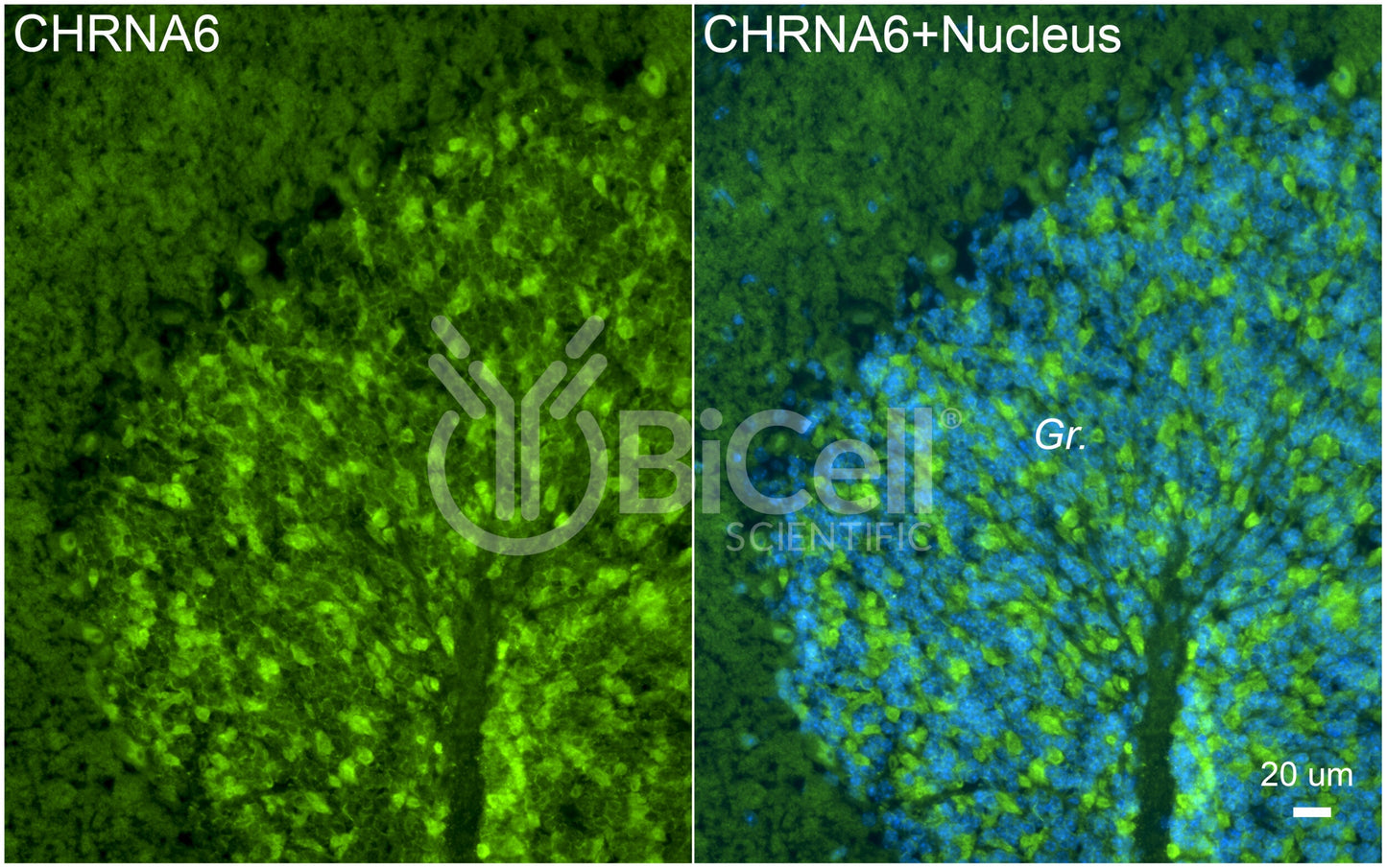 CHRNA6 Antibody