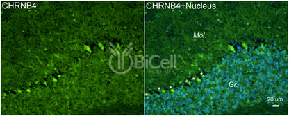 CHRNB4 Antibody - Western Blot Validated