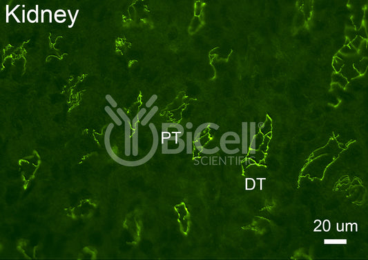 Cingulin (CGN) Antibody