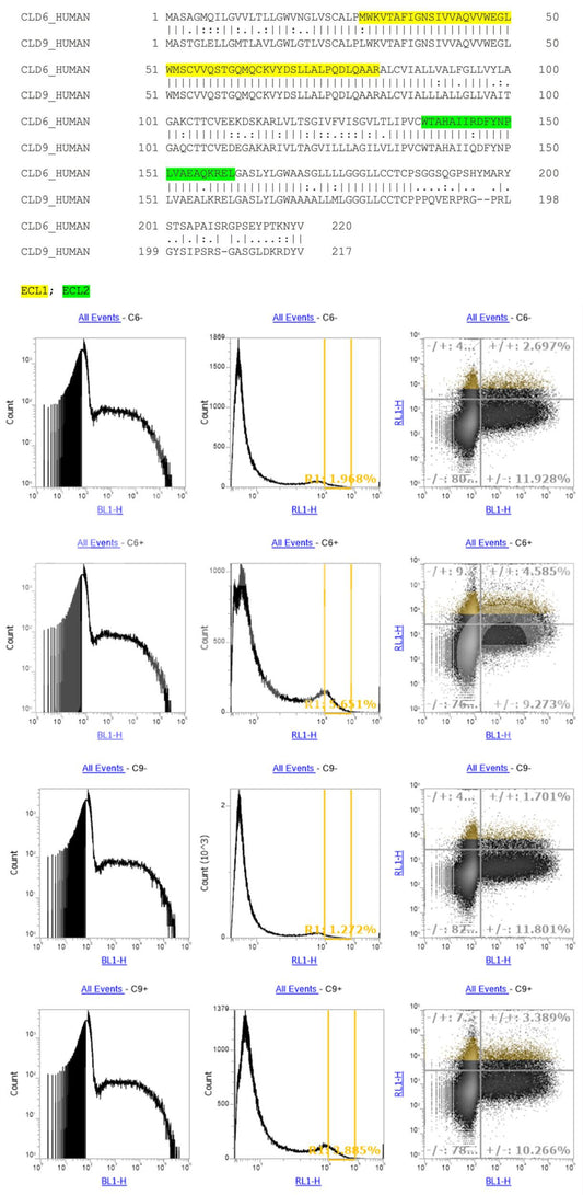 Claudin-6 ECL (CLDN6-ECL) Claudin-9 ECL (CLDN9-ECL) depleted Antibody - Western Blot Validated