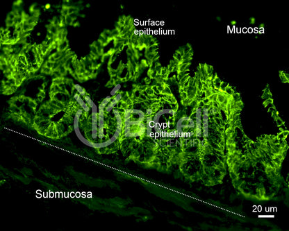 Claudin-1 (CLDN1) Antibody - Western Blot Validated