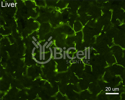 Claudin-1 (CLDN1) Antibody - FFPE Validated