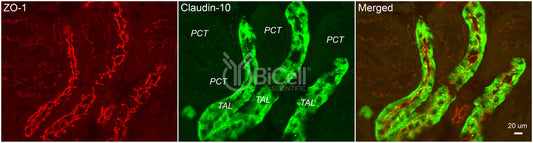 Claudin-10 (CLDN10) Antibody - Western Blot Validated