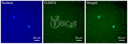 Claudin-12 (CLDN12) Antibody - Western Blot Validated