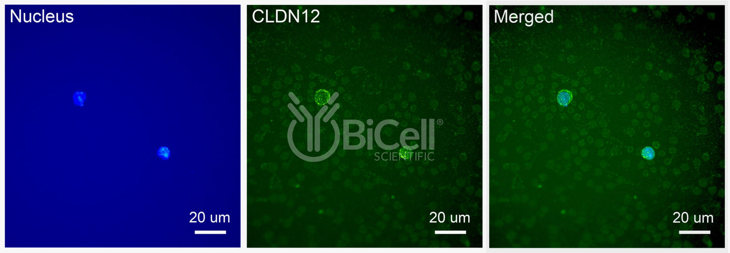 Claudin-12 (CLDN12) Antibody