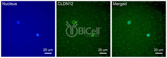 Claudin-12 (CLDN12) Antibody