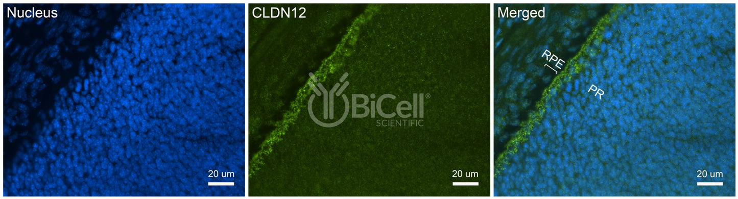 Claudin-12 (CLDN12) Antibody