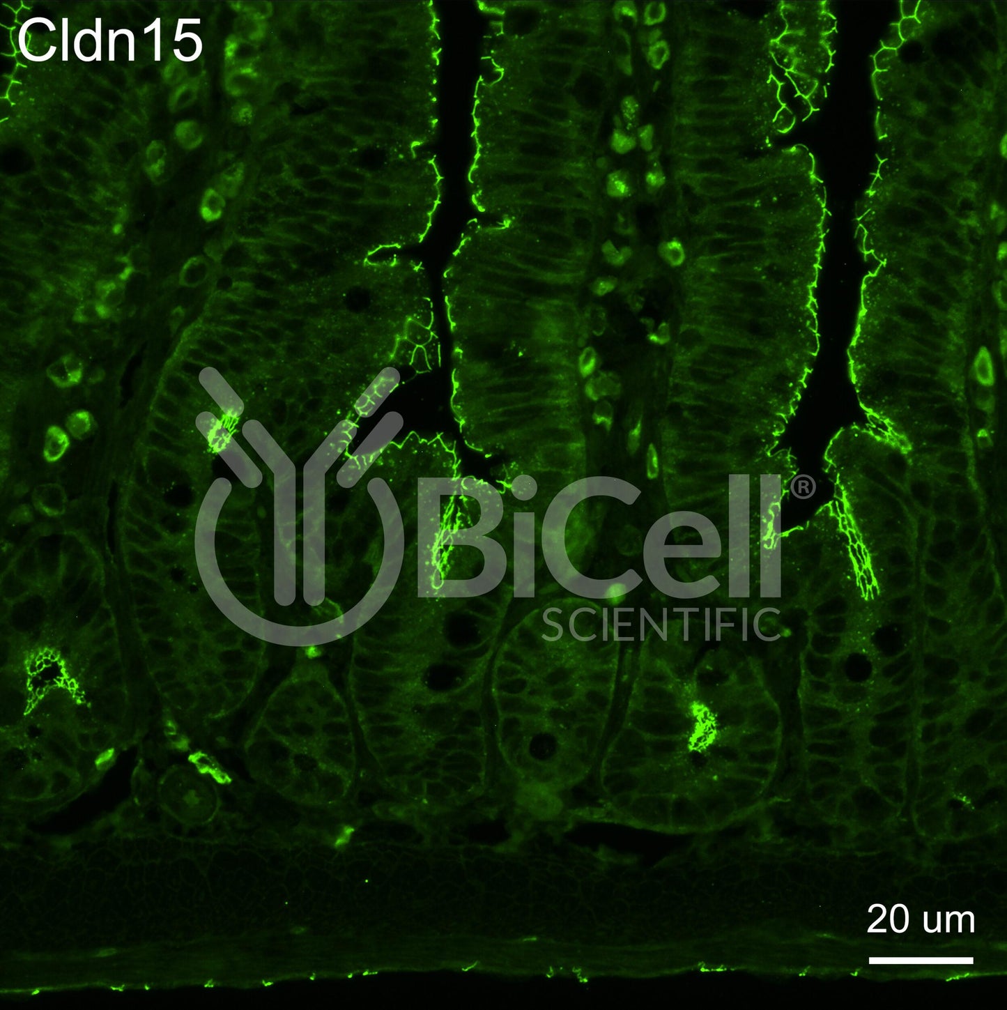 Claudin-15 (CLDN15) Monoclonal Antibody (A10 Clone)
