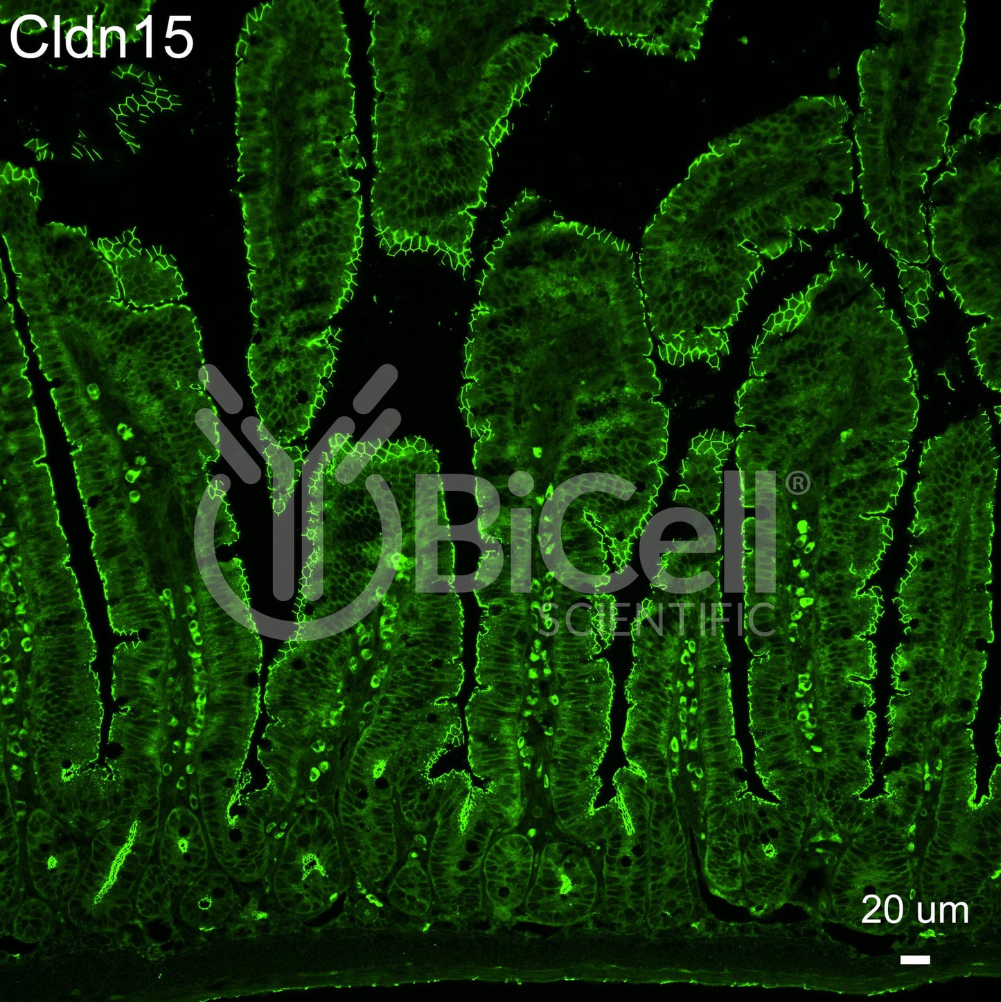Claudin-15 (CLDN15) Monoclonal Antibody (A10 Clone)
