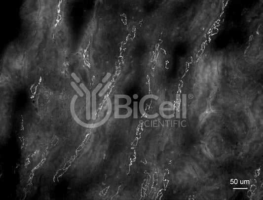 Claudin-16 (CLDN16) Antibody
