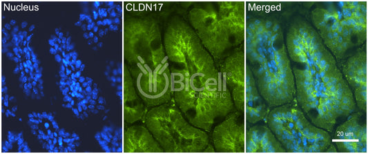 Claudin-17 (CLDN17) Antibody - Western Blot Validated