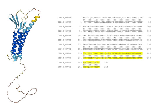 Claudin-18 (CLDN18) (Human) Antibody - Western Blot Validated