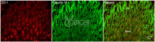 Claudin-18 (CLDN18) Antibody