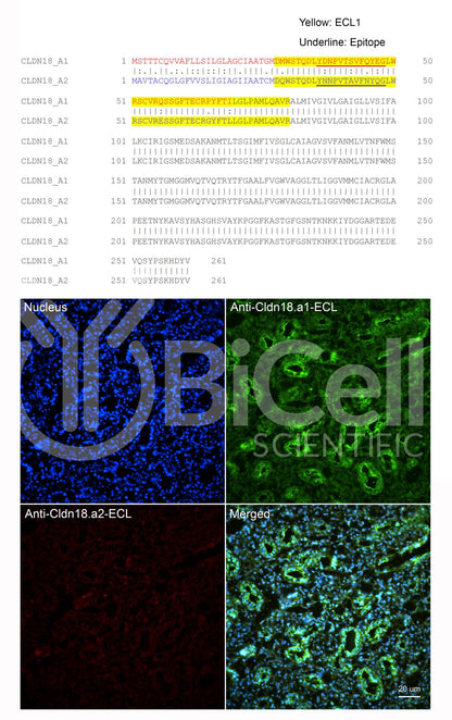 Claudin-18.a1 ECL (CLDN18.a1-ECL) Antibody