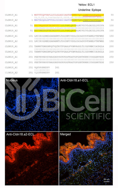 Claudin-18.a1 ECL (CLDN18.a1-ECL) Antibody - Western Blot Validated
