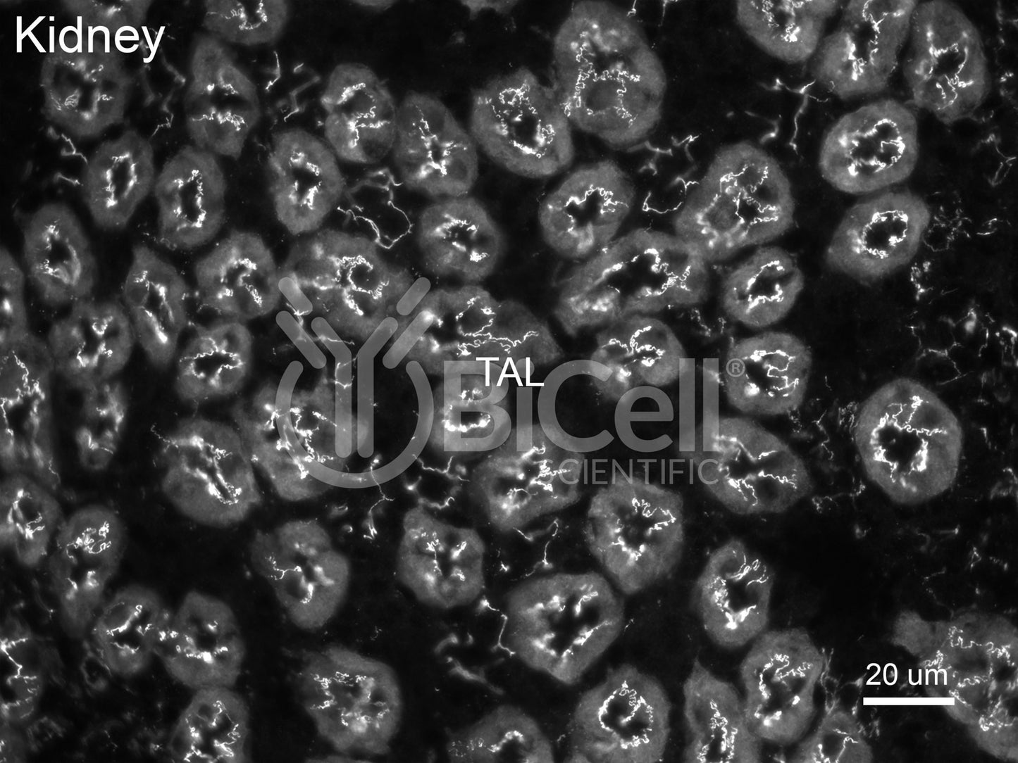 Claudin-19 (CLDN19) Antibody - FFPE Validated