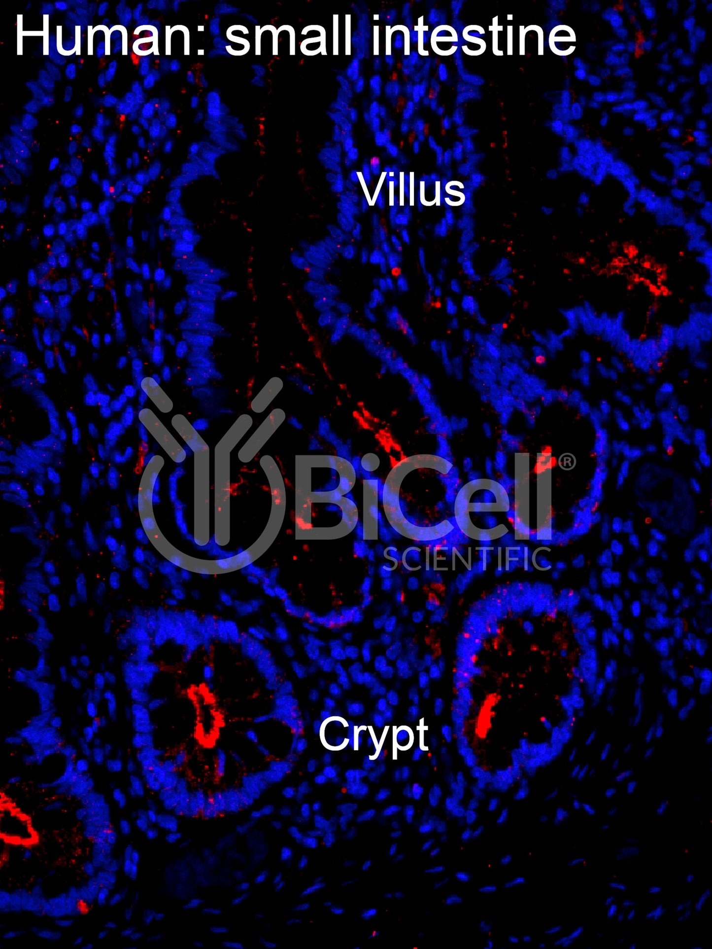 Claudin-2 (CLDN2) Antibody - Western Blot Validated