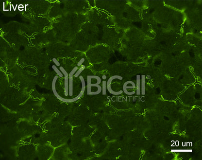 Claudin-2 (CLDN2) Antibody