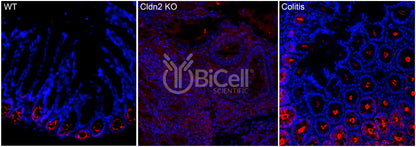 Claudin-2 (CLDN2) Antibody - Western Blot Validated