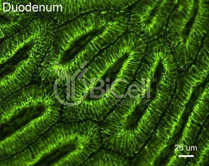 Claudin-3 (CLDN3) Antibody - Western Blot Validated