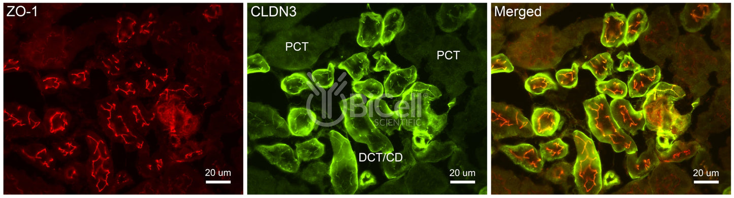 Claudin-3 (CLDN3) Antibody - Western Blot Validated