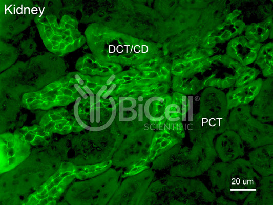 Claudin-4 (CLDN4) Antibody
