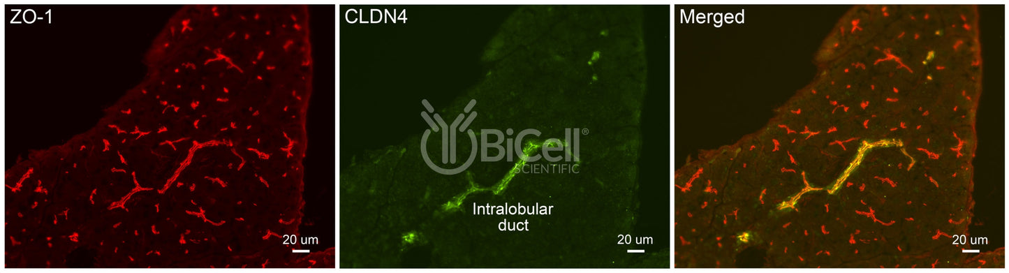 Claudin-4 (CLDN4) Antibody - Western Blot Validated