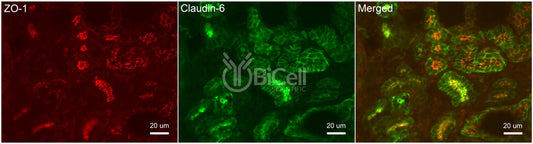 Claudin-6 (CLDN6) Antibody - Western Blot Validated