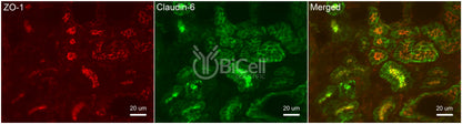 Claudin-6 (CLDN6) Antibody - FFPE Validated