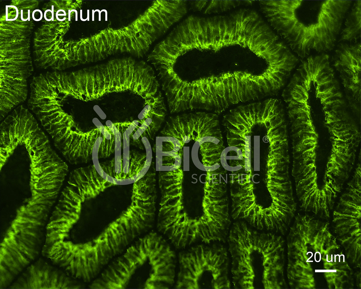 Claudin-7 (CLDN7) Antibody - Western Blot Validated